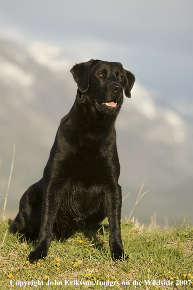 Black Labrador Retriever