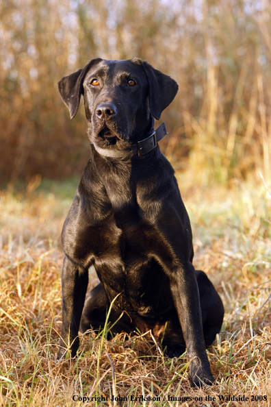 Black Labrador Retriever in field