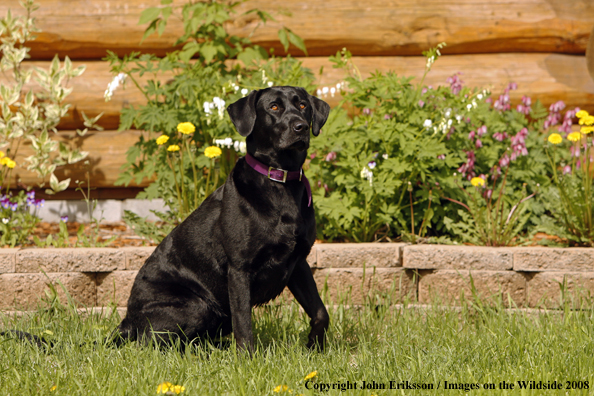 Black Labrador Retriever 