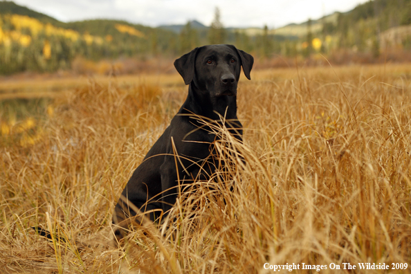 Black Labrador Retriever