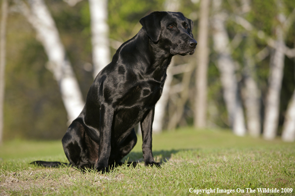 Black Labrador Retriever in field