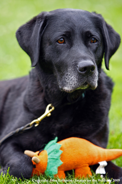 Black Labrador Retriever