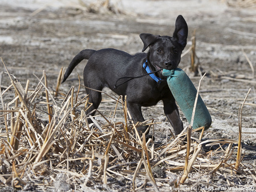 Black Labrador Retriever puppy training.