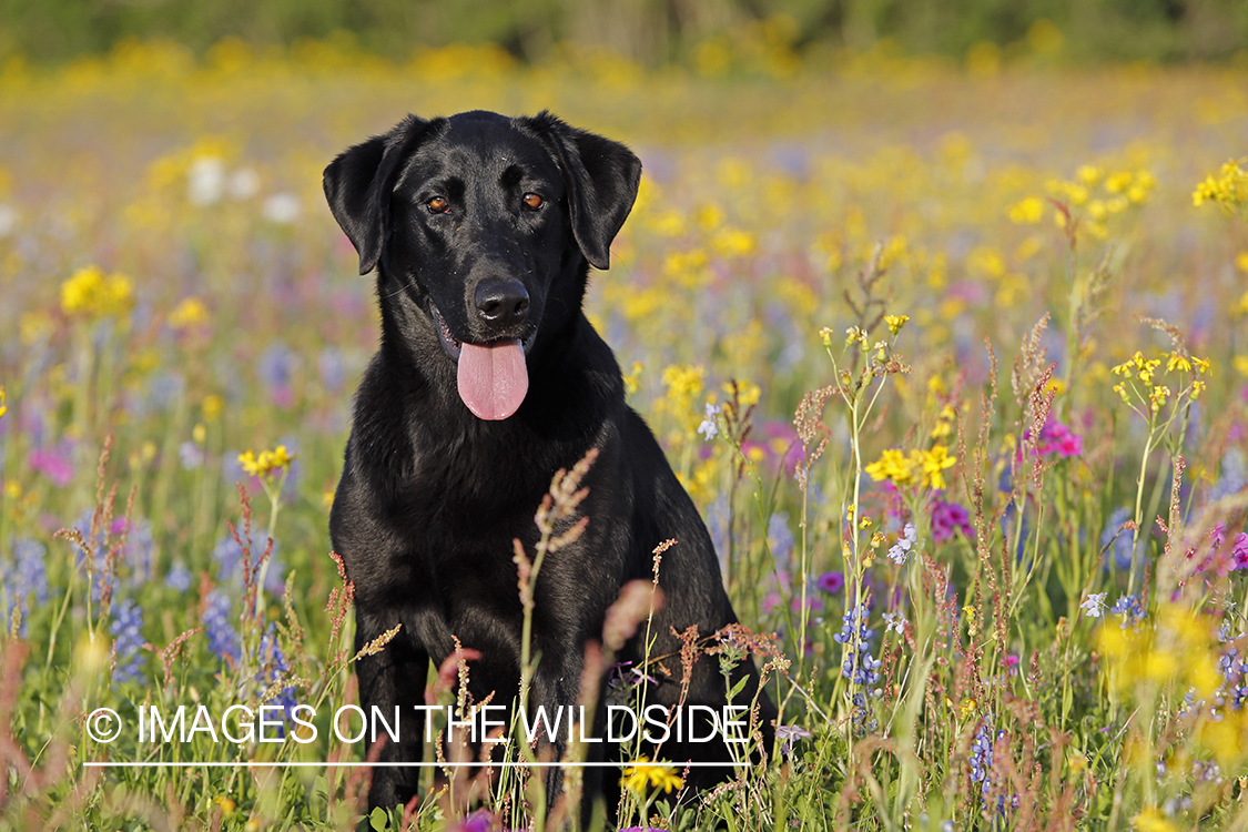 Black labrador retriever in field of wildflowers.