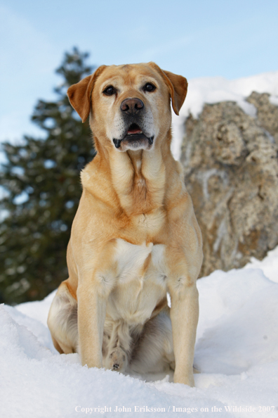 Yellow Labrador Retriever in field