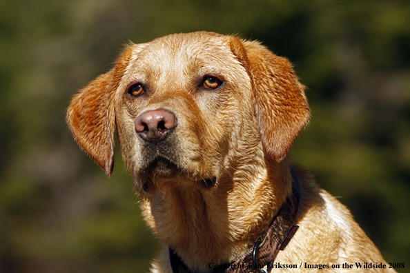 Yellow Labrador Retriever in field