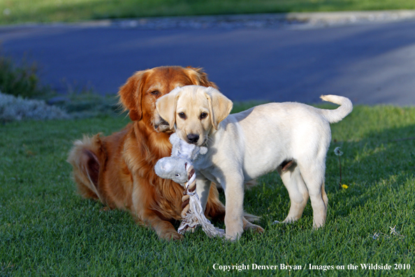 Yellow Labrador Retriever Puppy with toy in front of Golden Retriever