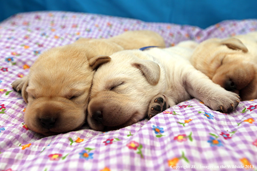 Yellow Labrador Retriever puppies. 