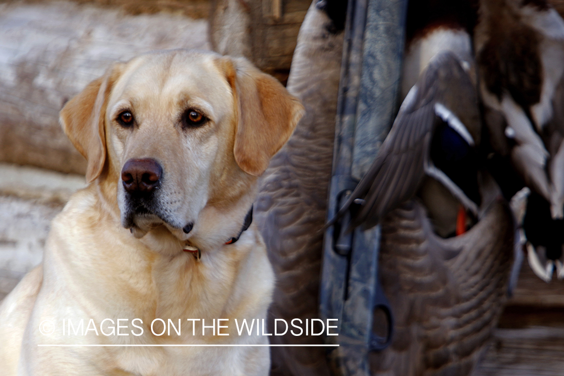 Yellow Labrador Retrievers with bagged mallards.