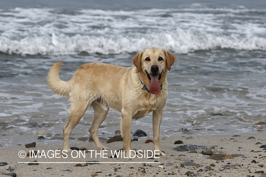 Yellow lab playing in the ocean.