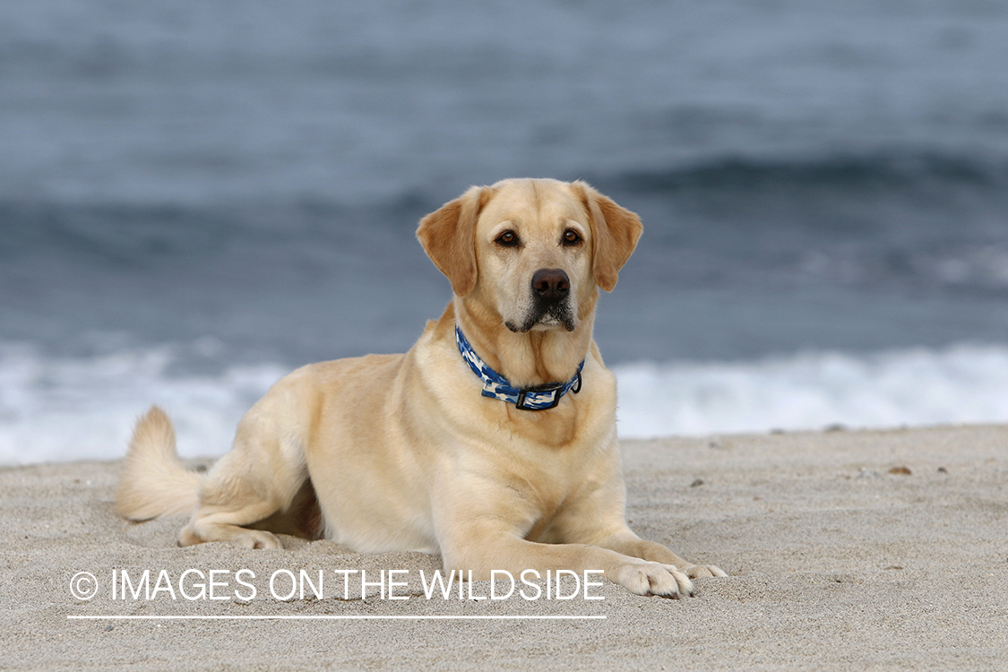 Yellow lab in front of ocean.