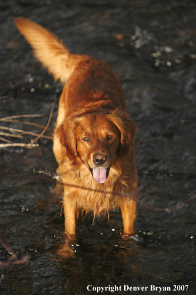 Golden Retriever in the water.