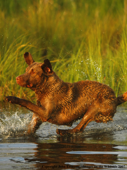 Chesapeake Bay Retriever in field