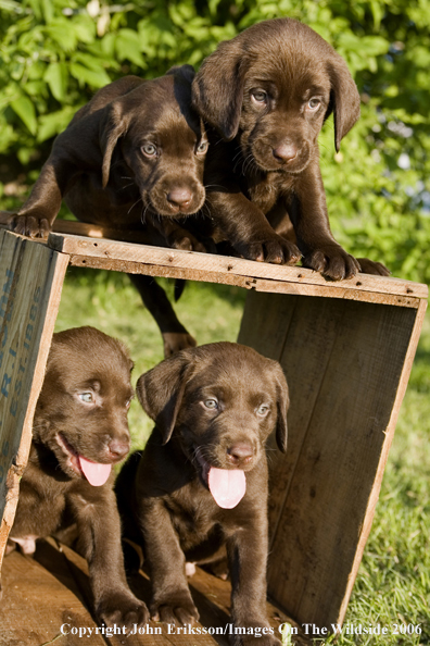 Chocolate Labrador Retriever puppies.