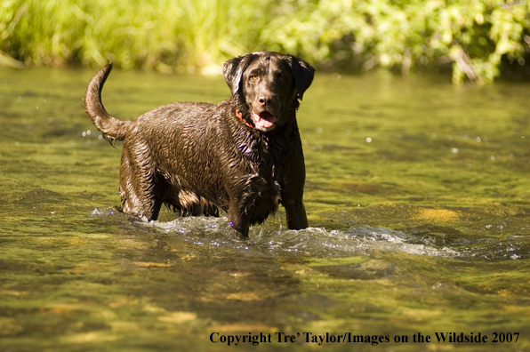 Chocolate labrador 