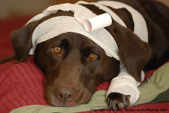 Chocolate Labrador Retriever wrapped in bandages