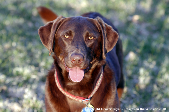 Chocolate Labrador Retriever