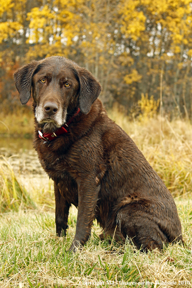 Chocolate Labrador Retriever