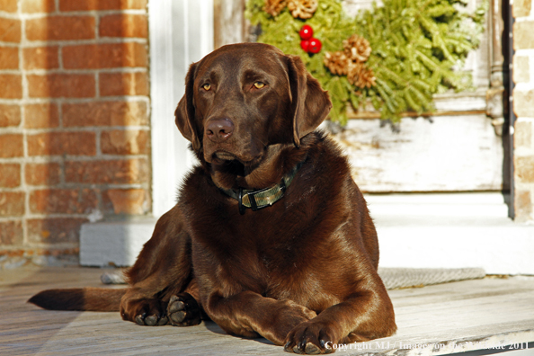 Chocolate Labrador Retriever on porch