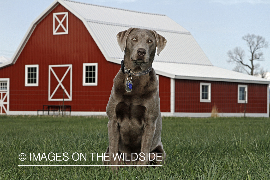 Chocolate (Silver) Labrador Retriever