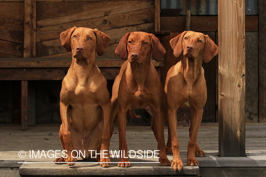 Vizslas on deck. 