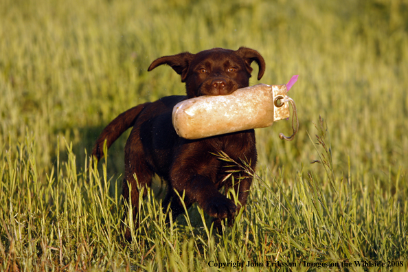 Chocolate Labrador Retriever puppy in field