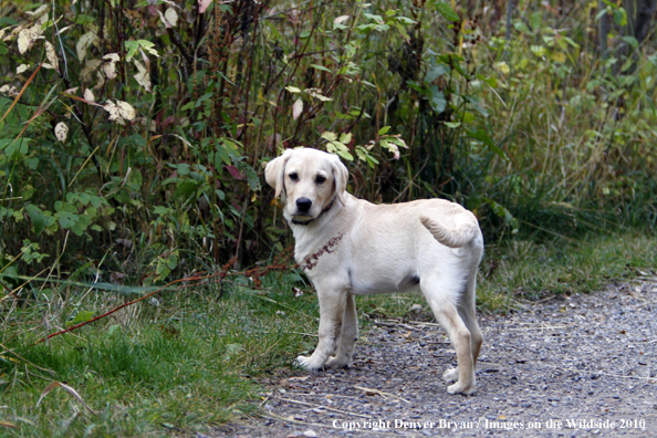 Yellow Labrador Retriever Puppy