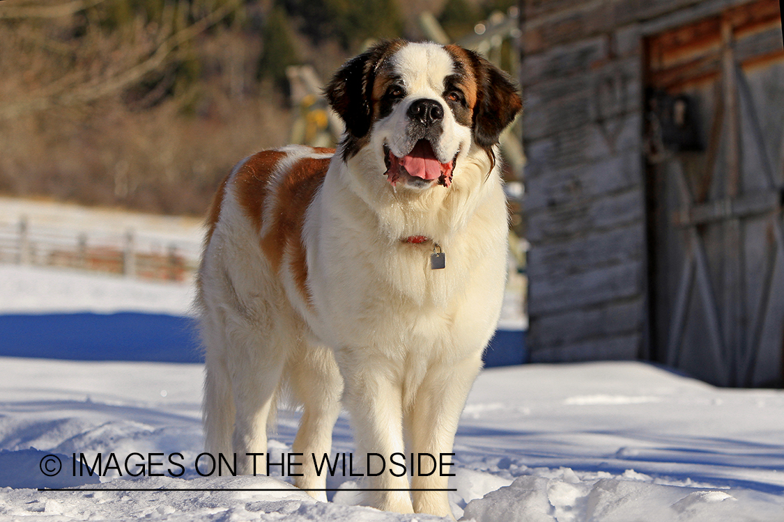 St. Bernard in field.