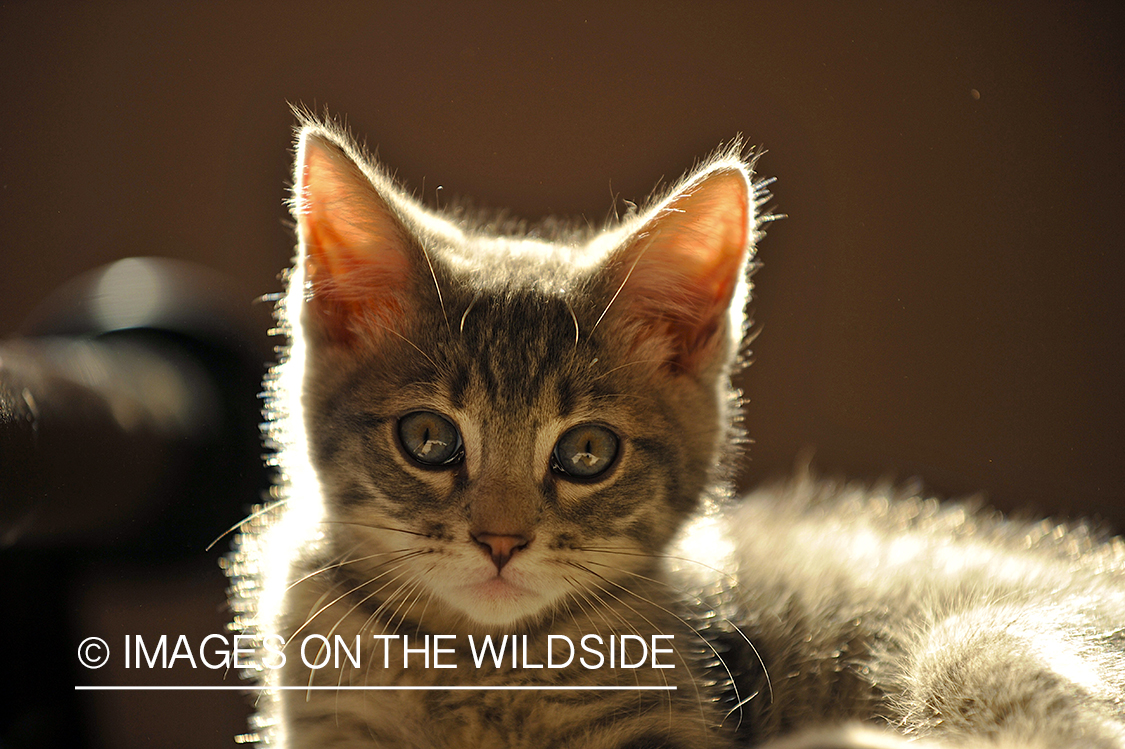 Kitten relaxing with sun light on back.