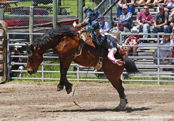 Augusta Rodeo