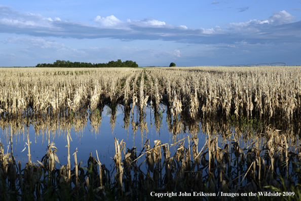 Wetlands near crop fields