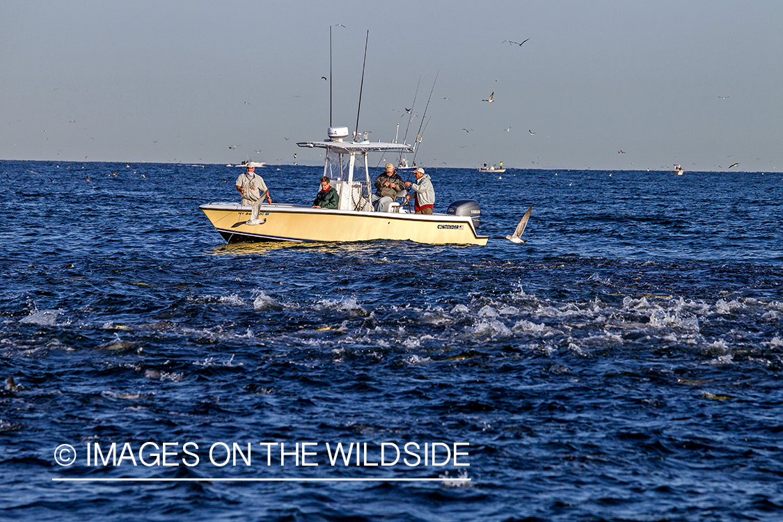 Fishermen fishing in schooling bate.