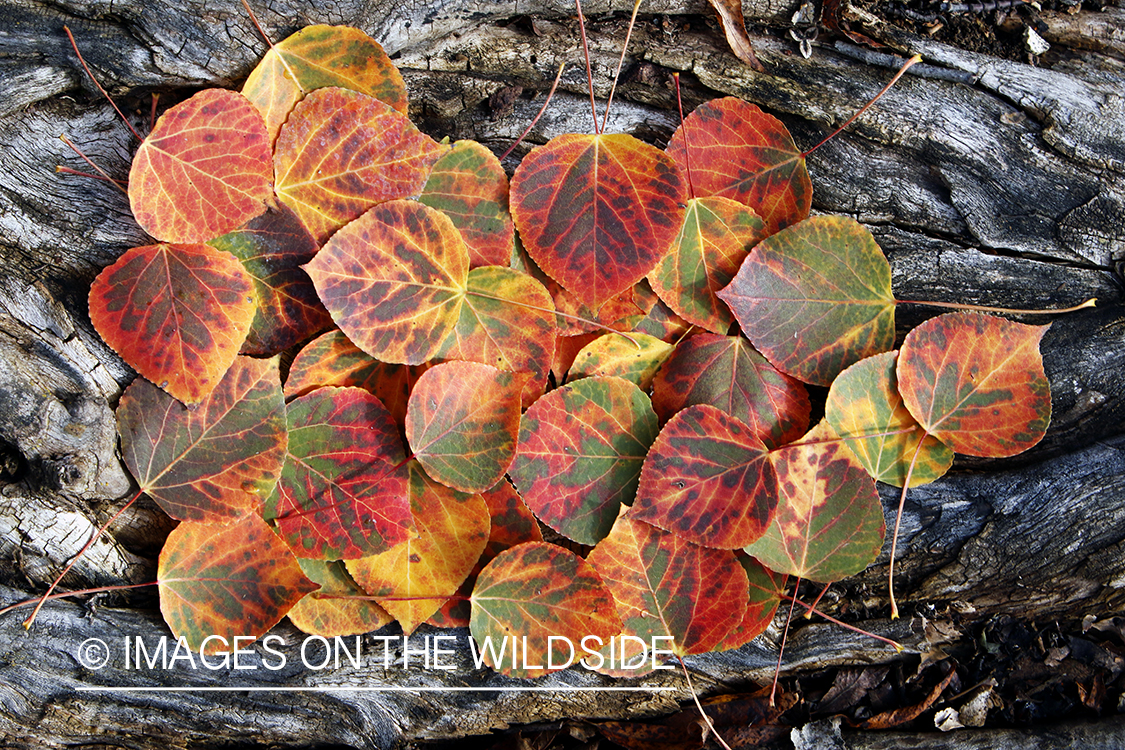 Aspen leaves on log in autumn.