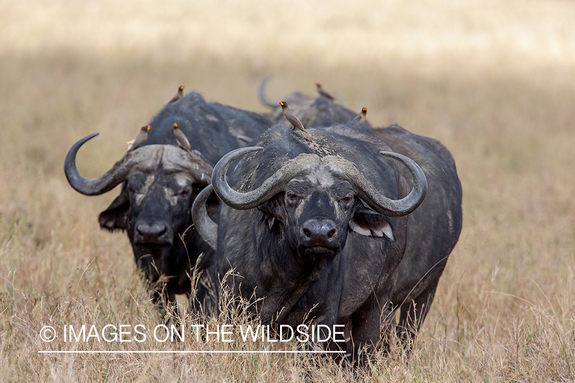 Cape buffalo in habitat.