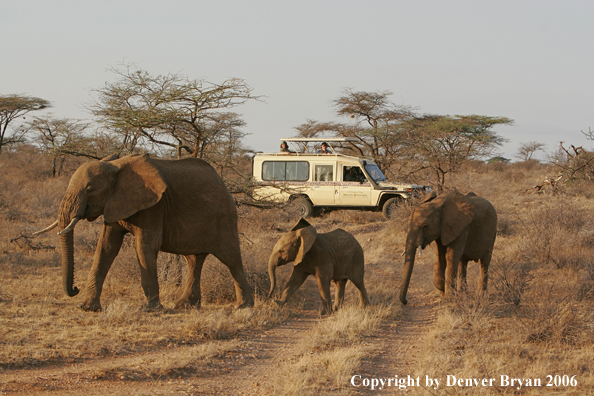 African Elephants