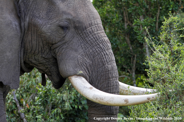 African Bull Elephant 