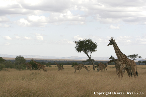 African Masai Giraffes