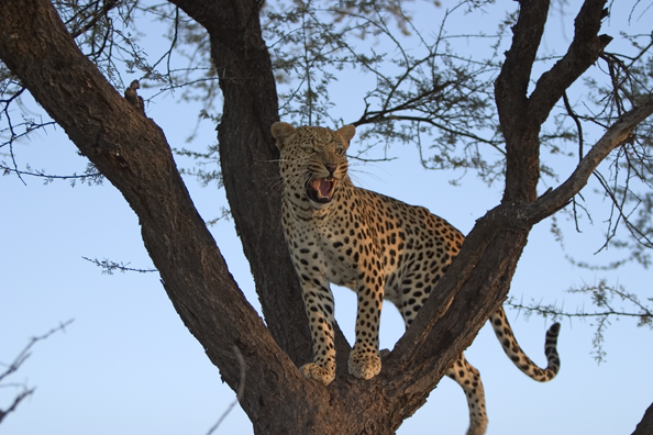 Leopard in tree. Africa