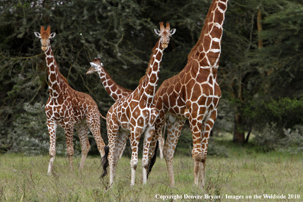 Reticulated Giraffe 