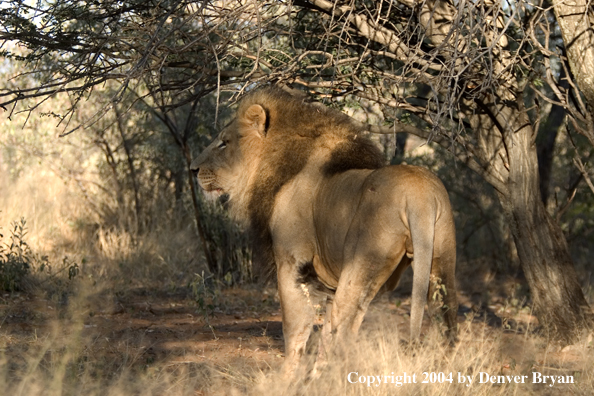 Male African lion in habitat. Africa