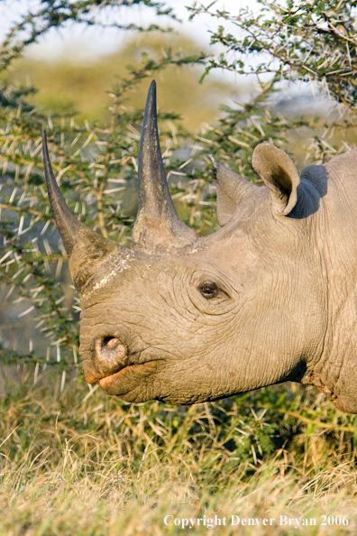 Black rhino in Africa.