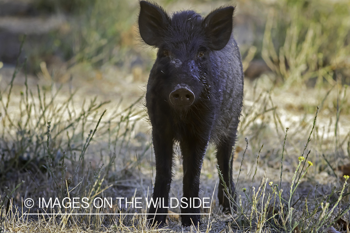 Feral hog in habitat.