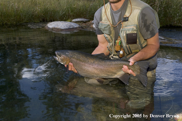 Flyfisherman with Rainbow Trout, Rocky Mountains