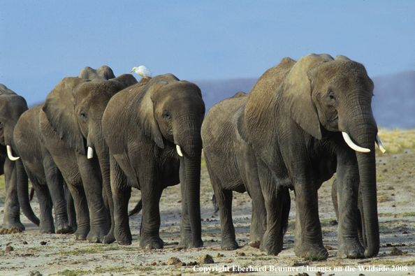 Elephant herd