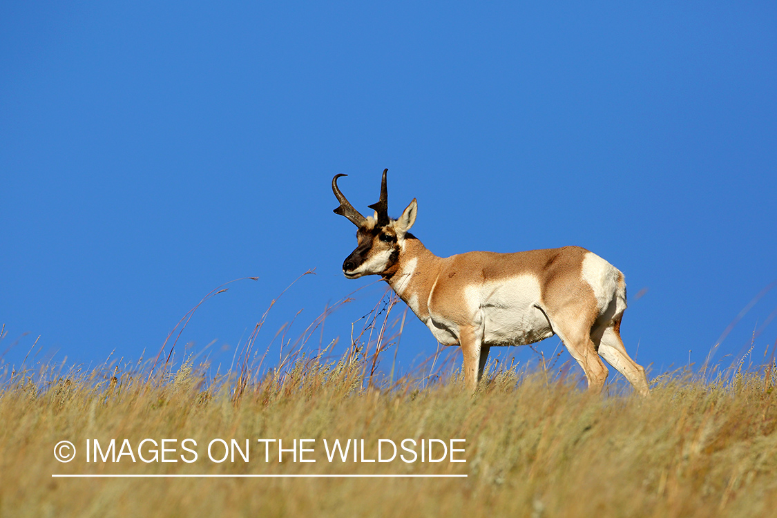 Pronghorn Antelope in habitat. 