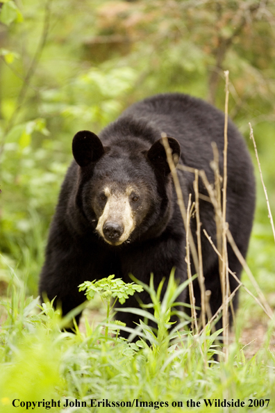 Black bear in habitat