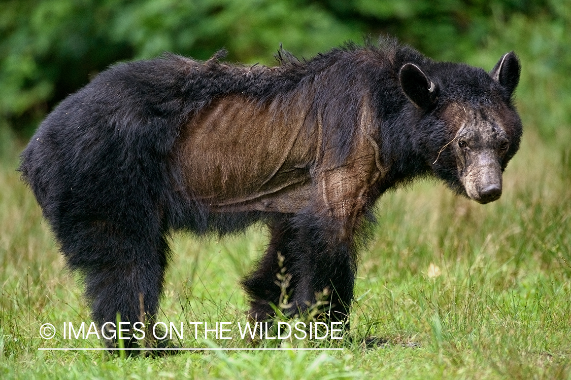 Black bear shedding hair.