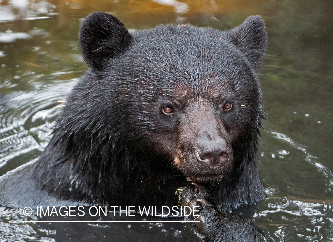 Black bear in habitat.