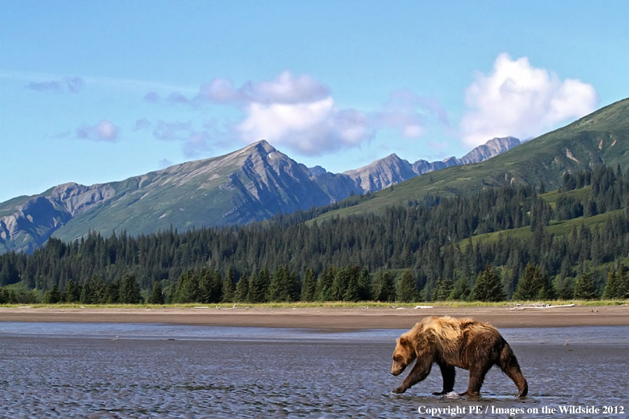 Brown Bear in habitat.