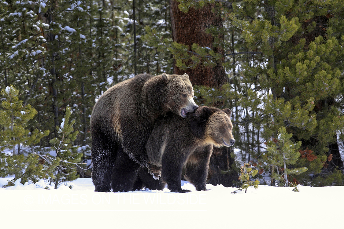 Grizzly Bears mating in winter habitat.